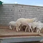 طلي فحل