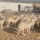 رخال مراح واحد طيبات بالحيل سمان فل مقفله معزوله