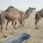 بكار عوادي طيبه العدد 7