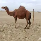 ناقه ساحليه مدني