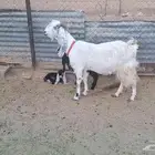 عنز بيضاء طيبه تحتها جفره وحليبها طيب