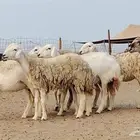 رخال للبيع العدد 7 روس