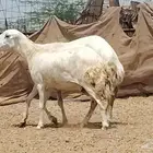 رخال رفيديات العدد 2