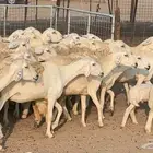 غنم حريات حرش خلفات ودفيع ضان مراح واحد وسم واحد