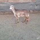 شياه سواكن درمانيه دفيع ومضرع وجذعات وين القنايه