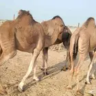 بكار عوادي زييينه العدد 7