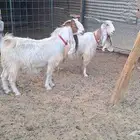 عنزين مشاريك بيض طيبه مضاريع باذن الله