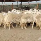 تم البيع الله يبارك لشره ويعوضنا خير