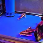 اسماك (رافائيل كات فش ) للبيع