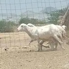 غنم خلفات العدد 2 تحتها 2