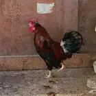 ديك عربي ترثة