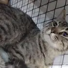 قطط لتبني