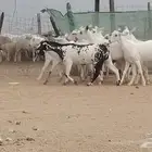 جفار بيشيات العدد 12 رأس