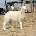 رخل داغوره للبيع