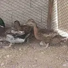 طقم بط الشرشري للبيع منتج