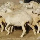 غنم حريه 55 تحتها 8 ضان دفيع شرط