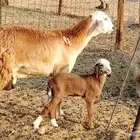 رخال سواكنيه مقاني مهجنه حري 18 بالفحل تحتها 2 جذعات وثنايا