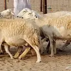 غنم حريه دفيع واصل 8 رأس غنم جروم