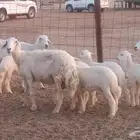 غنم متاومه 4 معها 8 بهم ذبايح ضان مقاني تم البيع