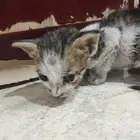 قطه للتبني
