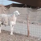 طلي فحل حري مشروط