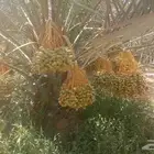 اعرض لكم ثمرة مزرعة 400نخله 200صقعي 200اخلاص