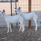 معزا بيشيه صغار سن رباع 550 ريال ماعز بيشيات مقاني