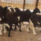 ضان مشروكه طيبات دفيع ع الفحص سونار