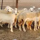 رخال مقاني طييه بالحيل 42 رأس للبيع