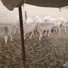 غنم حريات طيبه العدد 15 تحتها واحد