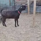 النجمه بنت ولد تحذير ولد تحذير