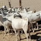 معزا بيشيات خلفات 16 تحتها 16 مطافيل