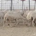 غنم رفيد العدد 11 رأس