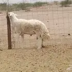 فحل حري للبيع