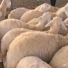 رخال حريات حرش العدد 40