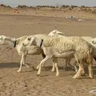 غنم حريات رخال