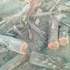 حمري قلاب مستورد