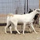 معزه مشروكه للبيع العدد 2