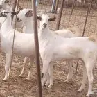 جفار بيشيات كحل صنف الصنف فاخره ماعز مقاني مراح