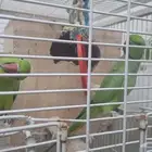 زوج داره هندي بيع مستعجل