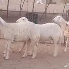 رخال حريات تم البيع