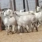 معزه بيشيات للبيع العدد 10 روس
