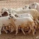 ضان خلفات 9 بالفحل تحتها 8 من 1550ريال