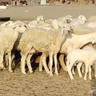 غنم حريه خلفات 24 تحتها 24 بهمها طيب وقيامه ممتاز ضان للبيع
