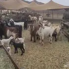 معزا مشروكات طيبات للقناي 19 معها 28