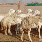 رخال مقاني حرش صنف فاخر من الآخر 38 رأس دفيع
