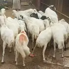 صبياازباره