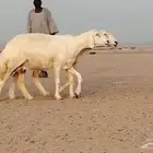 غنم حريات العدد 11 رأس