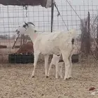 عنز خلفه تحتها تيس