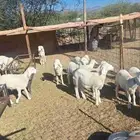 ذبايح حري للبيع عندنا خدمه توصيل وطبخ جميع انواع الطبخ